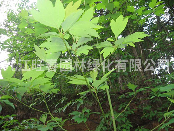 檫樹 